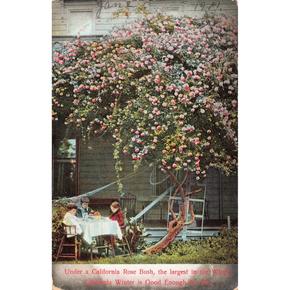 Vtg California Rose Bush Postcard George O Restall Series 325 Made in Germany - Picture 1 of 2